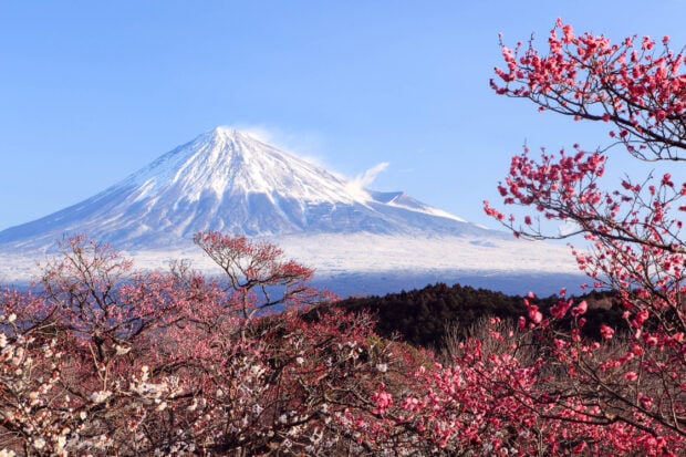 Snow covered Mount Fuji Japan with blooming cherry trees under clear blue sky