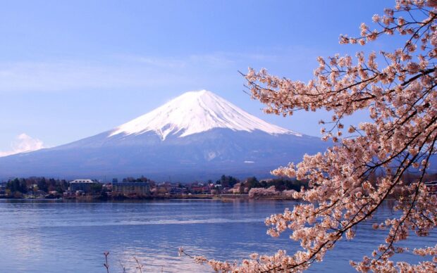 Snow capped Mount Fuji Japan with cherry blossom branches in foreground over lake