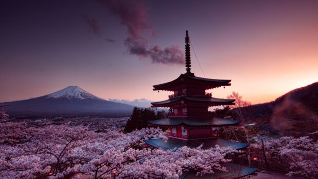 Traditional pagoda and cherry blossoms with Mount Fuji Japan at sunset