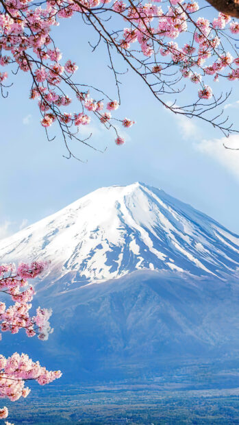 Snow capped Mount Fuji Japan with cherry blossoms in spring season