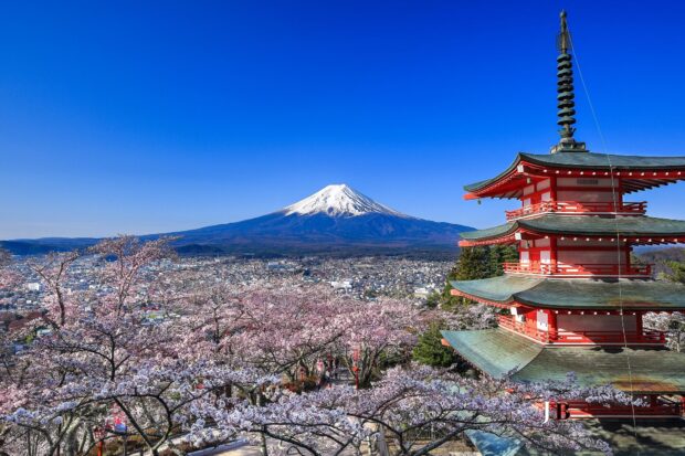 Snow capped Mount Fuji Japan surrounded by cherry blossoms and traditional pagoda in clear sky