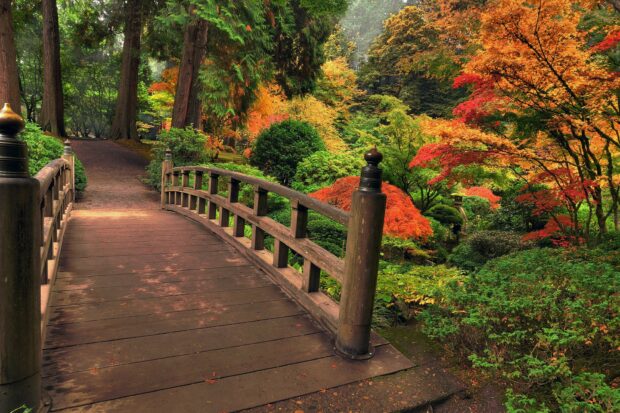 A wooden bridge in a park surrounded by colorful autumn trees and lush greenery