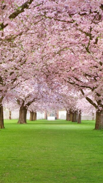 Beautiful cherry blossom trees lining a vibrant green park pathway in spring