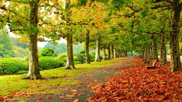 A peaceful park pathway with autumn leaves and green trees lining the walkway