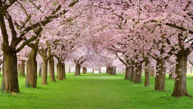 Blooming cherry trees lining a green park pathway under clear skies