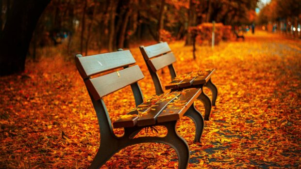 Wooden benches covered with autumn leaves in a peaceful park setting