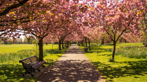 A peaceful park path lined with blooming cherry trees and green grass under bright sunlight