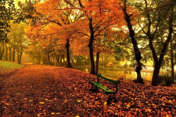 A peaceful park scene with autumn leaves covering the ground and a green bench alongside trees