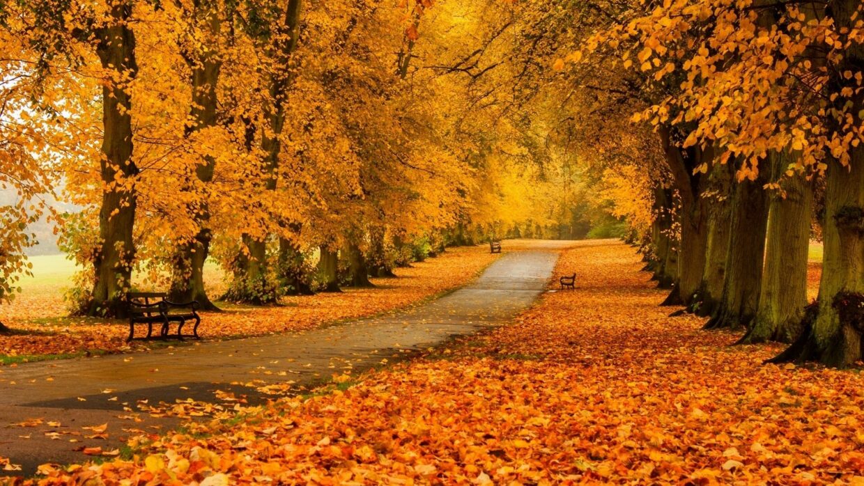 Park Wallpapers - PixelsTalk
