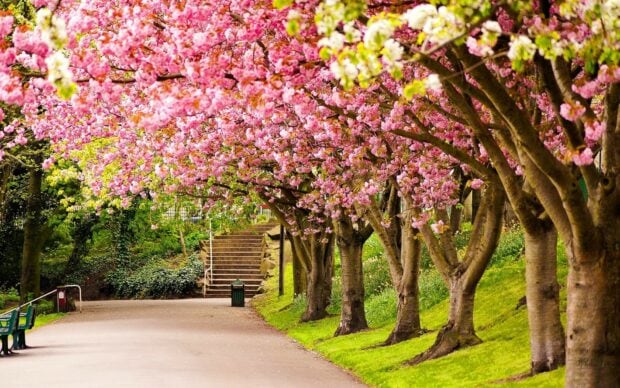 A row of trees with blooming cherry blossoms in a park showing nature and spring colors