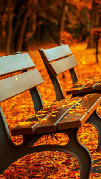 Wooden bench covered with autumn leaves in a park during fall season