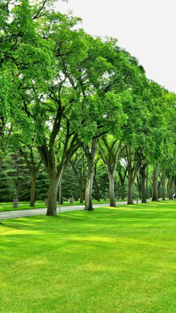 Green trees lining a peaceful park pathway with lush grass and bright foliage