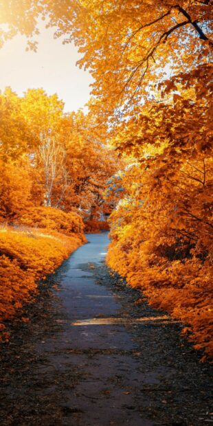 Park Wallpapers HD Mobile A winding path surrounded by vibrant autumn trees in a park setting