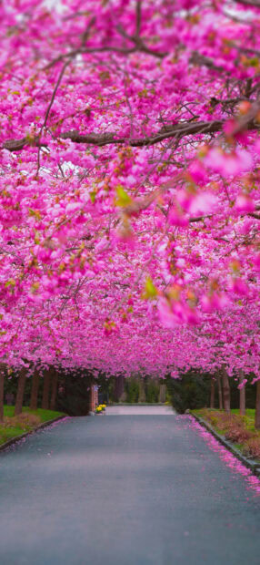 A pathway in the park lined with cherry blossom trees in full bloom