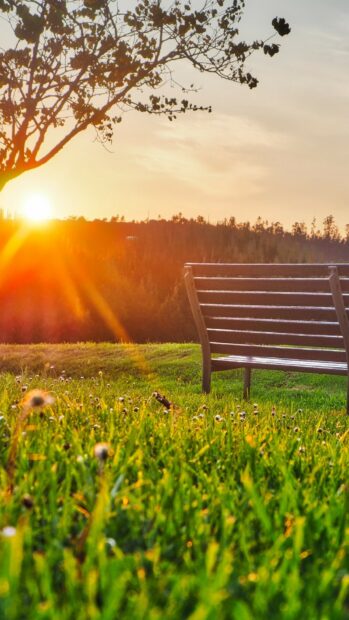 A peaceful scene of park with a wooden bench and green grass during sunset