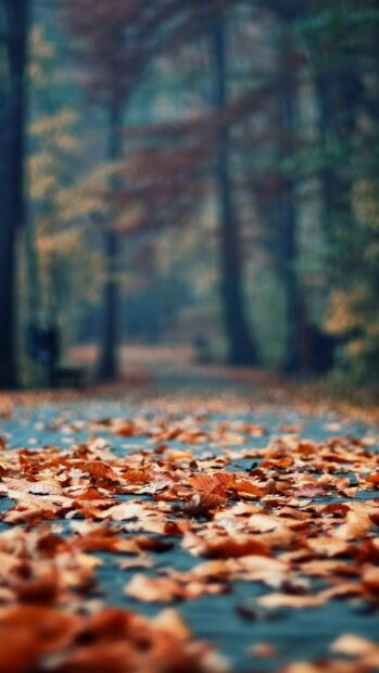 Autumn leaves scattered on the park pathway surrounded by tall trees in fall season