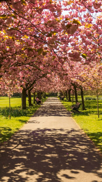 Cherry blossom trees lining the park path with people sitting on benches