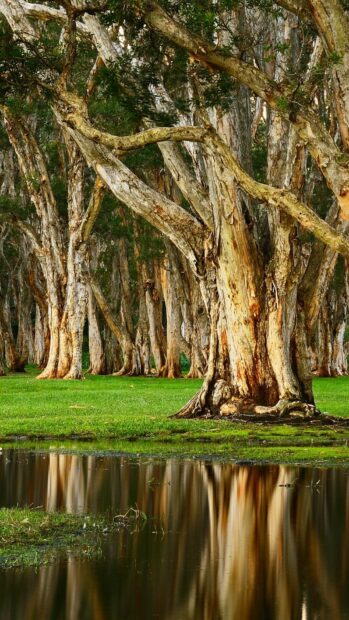 Large trees in a peaceful park setting with lush green grass and water reflections