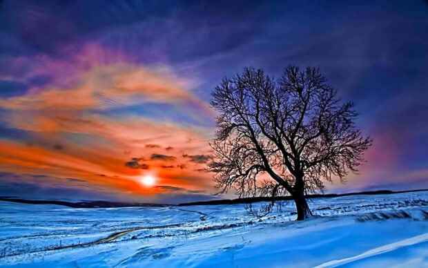 A winter sunset with vibrant sky and a leafless tree on snowy land