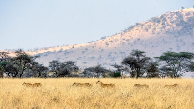 A group of lions walking through tall grass in the Tanzania savannah