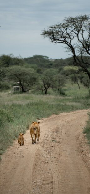 A lioness and her cub walking together along a dirt road in Tanzania wilderness