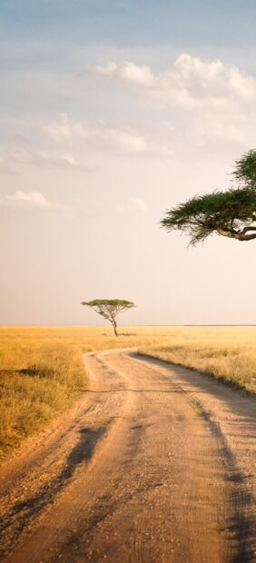 A dirt road winding through the Tanzanian savanna with isolated acacia trees and a cloudy sky