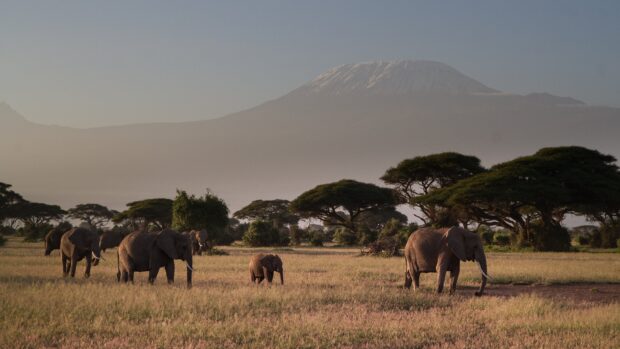 A herd of elephants walking in the grassland of Tanzania with Mount Kilimanjaro in the background
