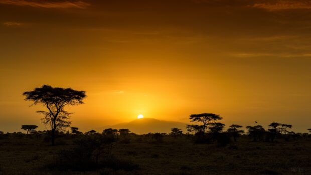 Sunset over the savannah with acacia trees in Tanzania