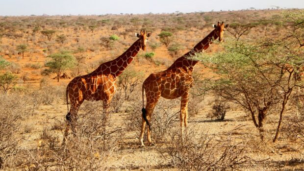 Two giraffes standing in the dry savannah of Tanzania surrounded by bushes and trees