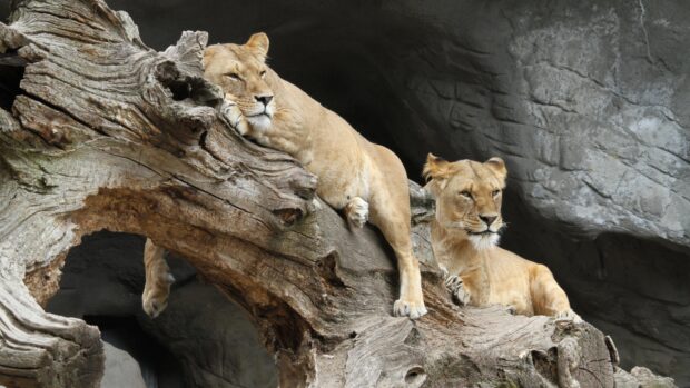 Two lions resting on a large tree trunk in the wild of Tanzania