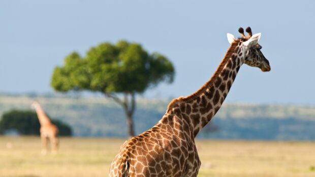 A giraffe standing in the Tanzania savanna with trees and distant landscape in the background