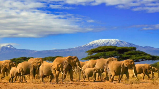 A herd of elephants walking in the Tanzanian savanna near Mount Kilimanjaro in clear weather