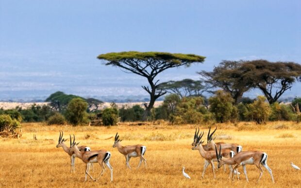 Antelopes grazing in the savannah of Tanzania with flat top acacia trees in the background