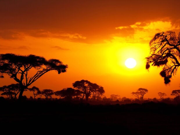 Sunset over acacia trees in Tanzania savanna landscape