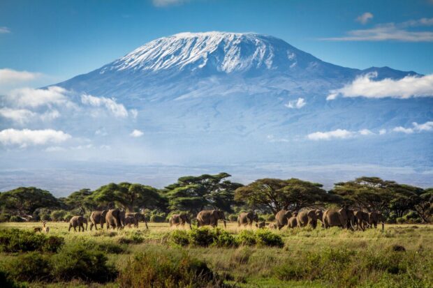 A herd of elephants walking near acacia trees with Mount Kilimanjaro towering in Tanzania