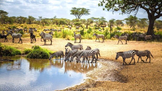 A herd of zebras drinking water by a lake in Tanzania savannah landscape