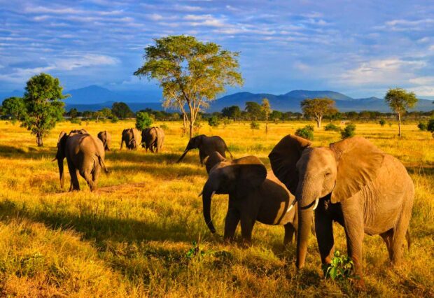 A herd of elephants roaming the savannah in Tanzania under a bright sky