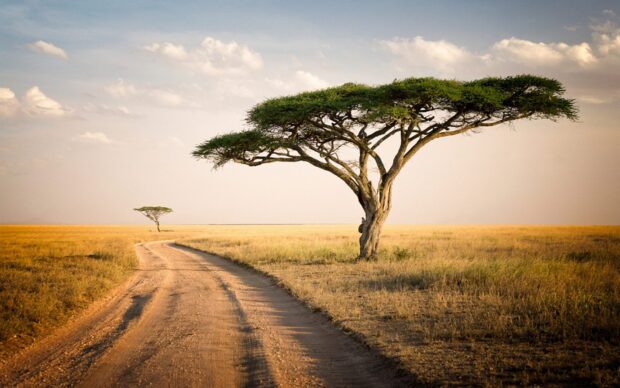 A vast savanna landscape with acacia tree and dirt road in Tanzania