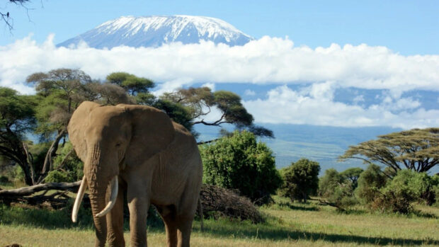 An elephant standing in the savannah with Mount Kilimanjaro in Tanzania in the background