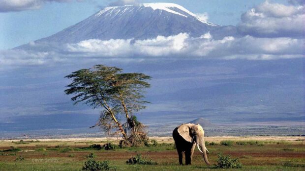 An elephant standing near a tree on the African savanna with Mount Kilimanjaro in Tanzania in the background