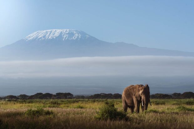 A wild elephant standing in front of Mount Kilimanjaro in Tanzania with clear skies