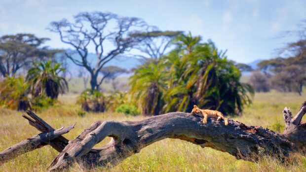 A lion cub resting on a large fallen tree branch in the Tanzania savanna