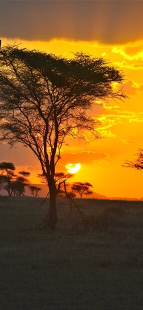 A solitary tree stands in the Tanzania savannah during a vibrant sunset
