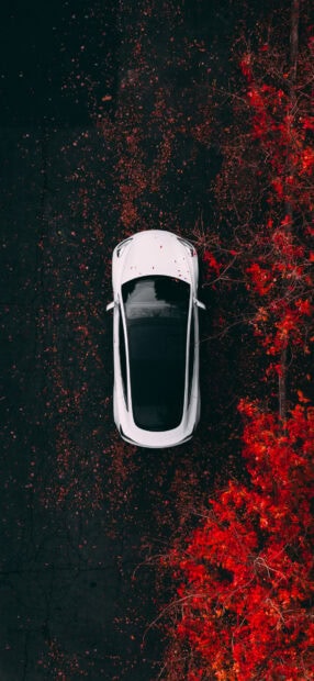 White Tesla Model Y standing near red autumn leaves on a dark road