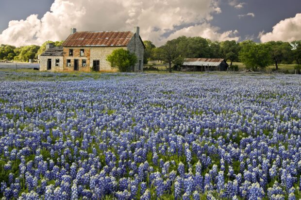 A field of bluebonnets with an old stone house in Texas Hill Country