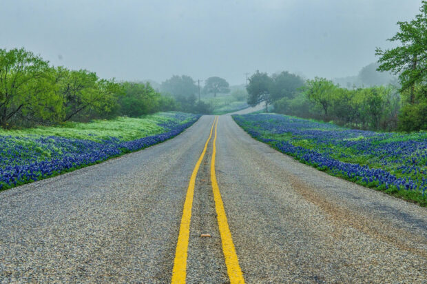A scenic view of Texas Hill Country with a road lined by bluebonnet flowers and green trees