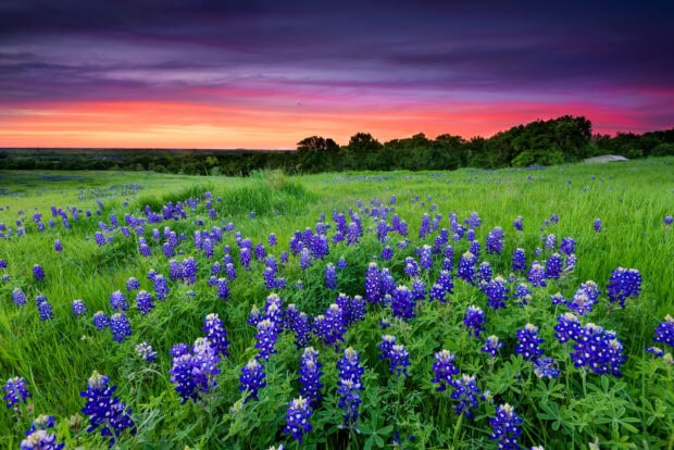 A scenic view of Texas Hill Country with blooming bluebonnets under a colorful sunset sky
