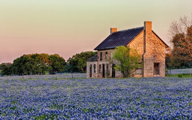 Old stone house surrounded by bluebonnet flowers in Texas Hill Country