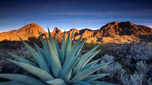 Large succulent plant in Texas Hill Country landscape with mountains