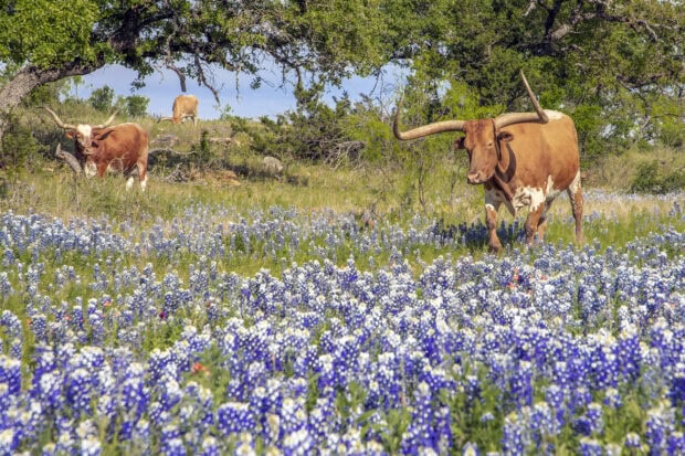 Longhorn cattle grazing among bluebonnet flowers in Texas Hill Country